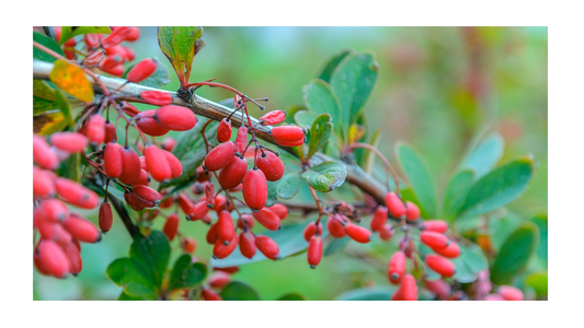 Berberine HCL: Why So Many People Are Turning to This Natural Compound