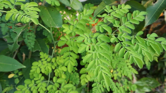 Moringa: Benefits, Properties, Studies, and a Brief History